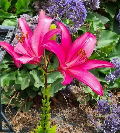 Yeyo En El Cráter Del Volcán